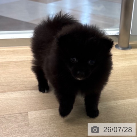 ポメラニアンの写真