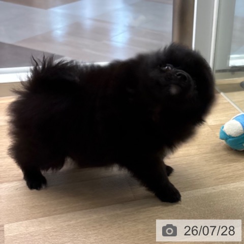 ポメラニアンの写真