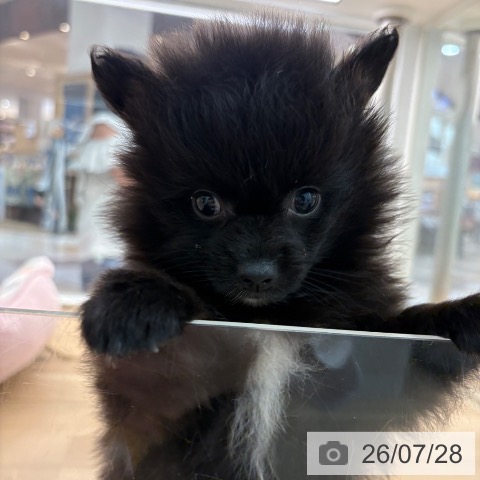 ポメラニアンの写真