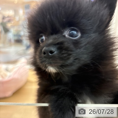 ポメラニアンの写真