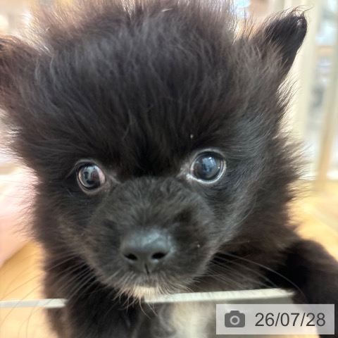 ポメラニアンの写真
