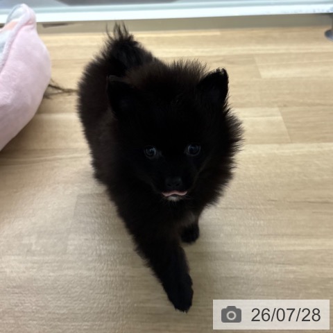 ポメラニアンの写真