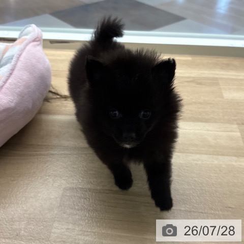 ポメラニアンの写真