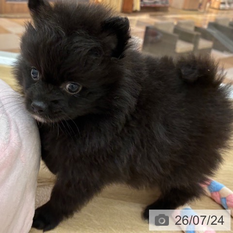 宮崎県のポメラニアン (ペットプラス 宮崎店/2026年5月21日生まれ/女の子/ブラック)の子犬の3枚目の画像