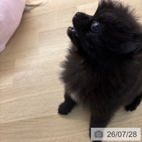 ポメラニアンの写真