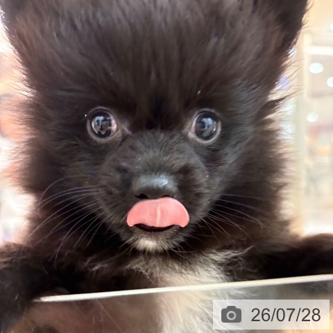 ポメラニアンの写真