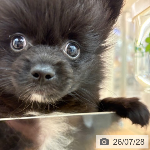 ポメラニアンの写真