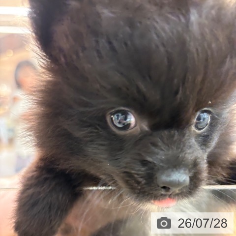 ポメラニアンの写真