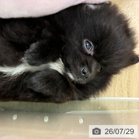 ポメラニアンの写真