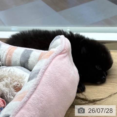 ポメラニアンの写真