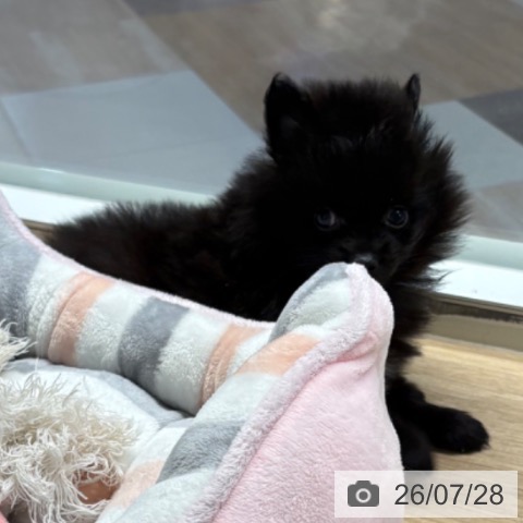 ポメラニアンの写真