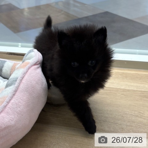 ポメラニアンの写真