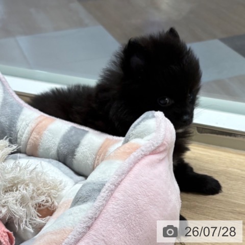 ポメラニアンの写真