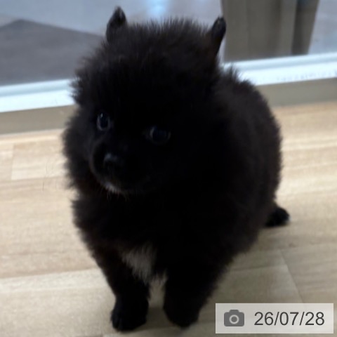 ポメラニアンの写真