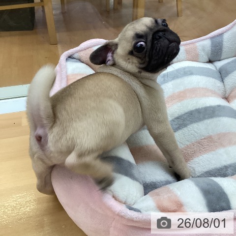 福岡県のパグ (ペットプラス 黒崎店/2026年5月21日生まれ/男の子/フォーン)の子犬の4枚目の画像