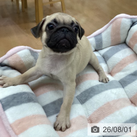 福岡県のパグ (ペットプラス 黒崎店/2026年5月21日生まれ/男の子/フォーン)の子犬の3枚目の画像