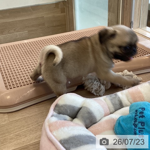 パグの写真