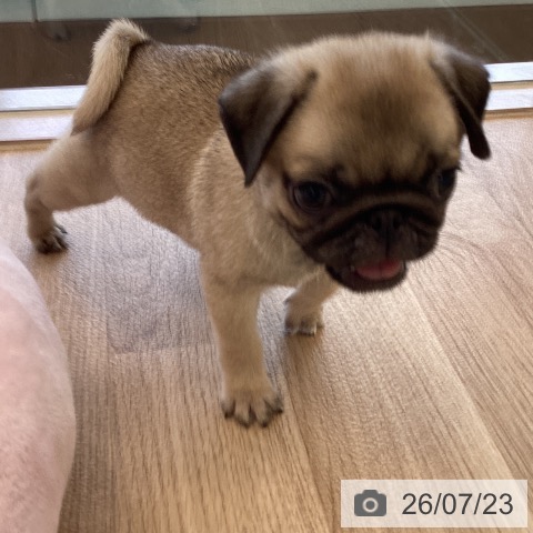 パグの写真