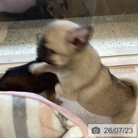 パグの写真
