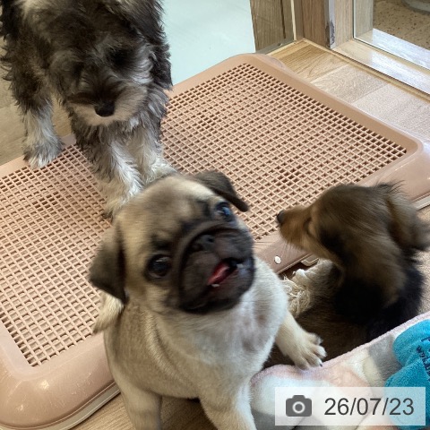 パグの写真