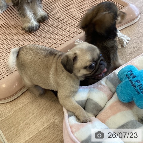 パグの写真