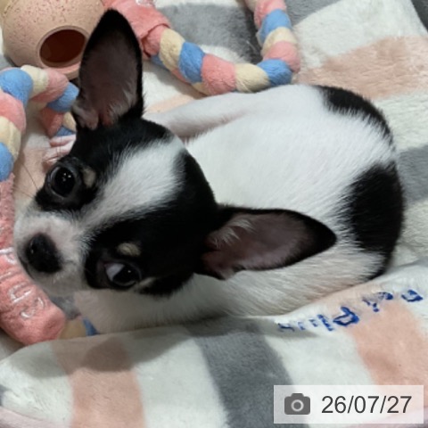 埼玉県のチワワ(ロング) (ペットプラス コクーンシティ店/2026年5月18日生まれ/男の子/ホワイトブラックタン)の子犬の4枚目の画像