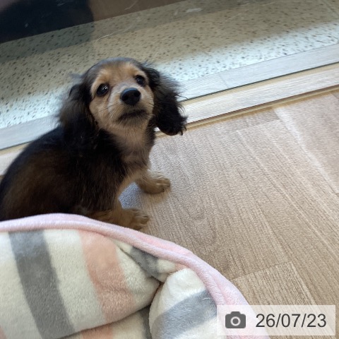 ミニチュア・ダックスフンドの写真