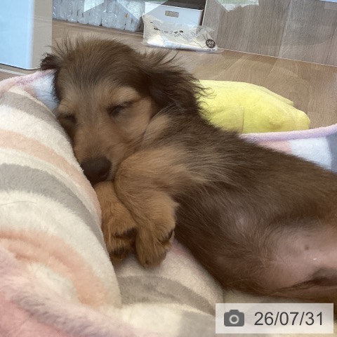 鹿児島県のミニチュアダックスフンド(ロング) (ペットプラス 姶良店/2026年5月22日生まれ/男の子/シェーデットイエロー)の子犬の4枚目の画像