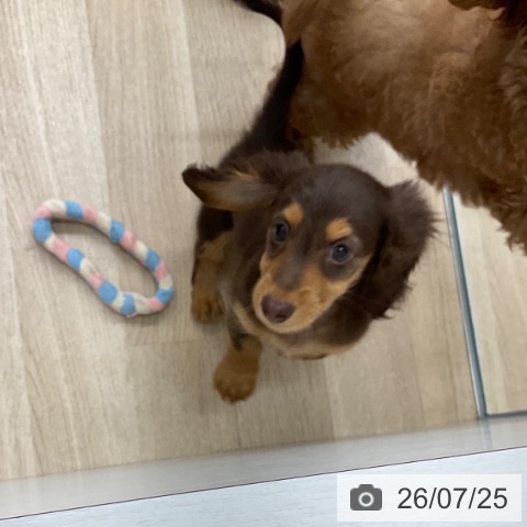 福岡県のミニチュアダックスフンド(ロング) (ペットプラス 春日店/2026年5月22日生まれ/男の子/チョコレートタン)の子犬の3枚目の画像