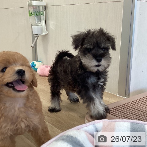 福岡県のミニチュアシュナウザー (ペットプラス ららぽーと福岡店/2026年5月16日生まれ/男の子/ソルトペッパー)の子犬の3枚目の画像