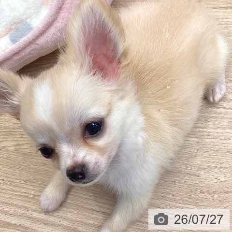 埼玉県のチワワ(ロング) (ペットプラス 八潮店/2026年5月21日生まれ/男の子/クリームホワイト)の子犬の4枚目の画像