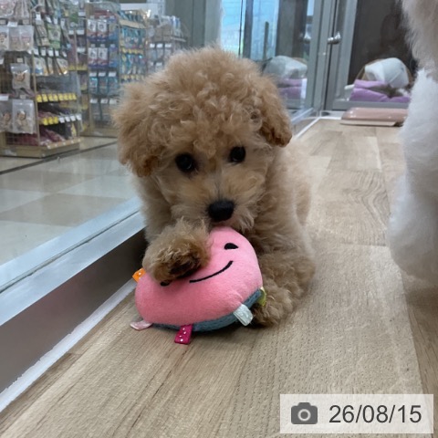 神奈川県のトイプードル(トイ) (ペットプラス アミーゴ藤沢店/2026年5月22日生まれ/男の子/クリーム)の子犬の4枚目の画像