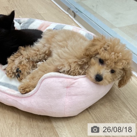 神奈川県のトイプードル(トイ) (ペットプラス アミーゴ藤沢店/2026年5月22日生まれ/男の子/クリーム)の子犬の4枚目の画像