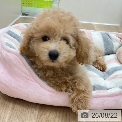 神奈川県のトイプードル(トイ) (ペットプラス アミーゴ藤沢店/2026年5月22日生まれ/男の子/クリーム)の子犬の4枚目の画像