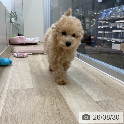 神奈川県のトイプードル(トイ) (ペットプラス アミーゴ藤沢店/2026年5月22日生まれ/男の子/クリーム)の子犬の4枚目の画像