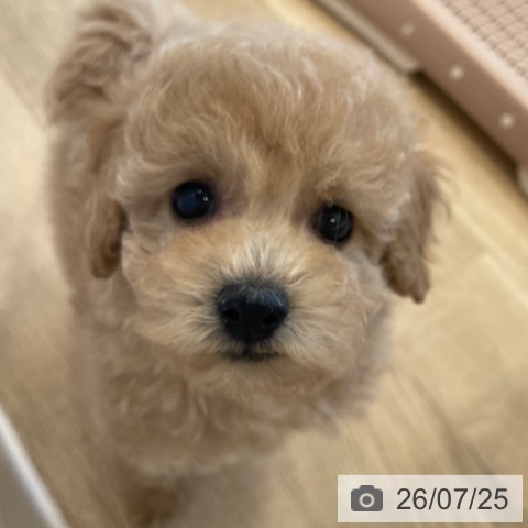 神奈川県のトイプードル(トイ) (ペットプラス テラスモール湘南店/2026年5月22日生まれ/男の子/クリーム)の子犬の3枚目の画像