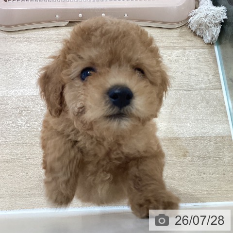 神奈川県のトイプードル(トイ) (ペットプラス ゆめが丘ソラトス店/2026年5月22日生まれ/男の子/レッド)の子犬の3枚目の画像