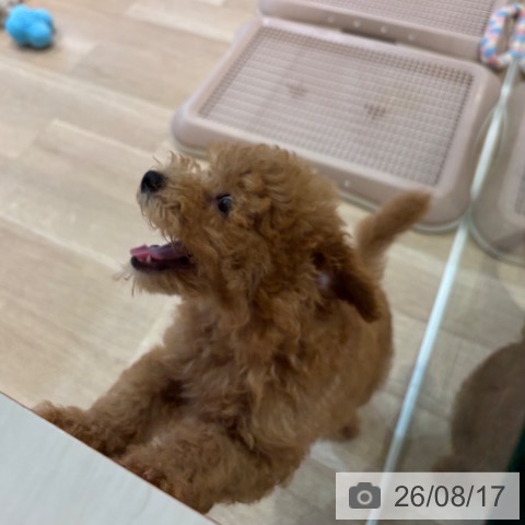 神奈川県のトイプードル(トイ) (ペッツワン 横須賀久里浜店/2026年5月22日生まれ/男の子/レッド)の子犬の4枚目の画像