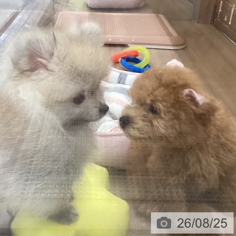 神奈川県のトイプードル(トイ) (ペッツワン 横須賀久里浜店/2026年5月22日生まれ/男の子/レッド)の子犬の3枚目の画像