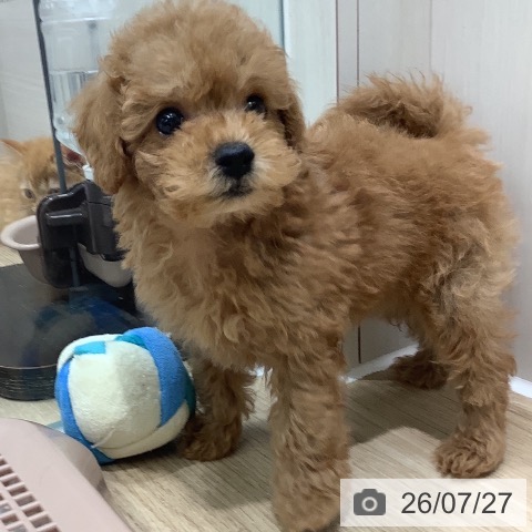 埼玉県のトイプードル(トイ) (ペットプラス ららぽーと新三郷店/2026年5月22日生まれ/男の子/レッド)の子犬の3枚目の画像