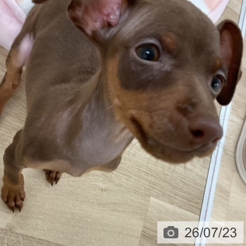 ミニチュア・ピンシャーの写真