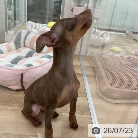ミニチュア・ピンシャーの写真