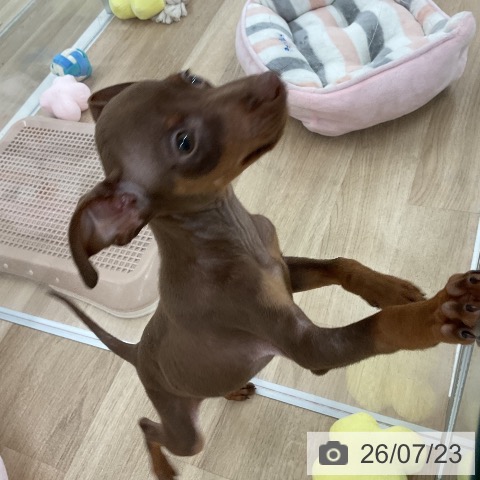ミニチュア・ピンシャーの写真