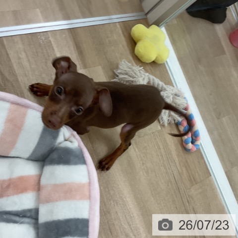 ミニチュア・ピンシャーの写真