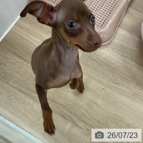 ミニチュア・ピンシャーの写真