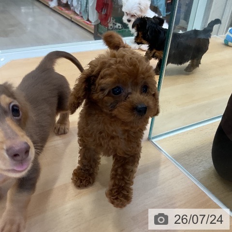 福岡県のトイプードル(トイ) (ペットプラス 小倉南店/2026年5月22日生まれ/女の子/レッド)の子犬の3枚目の画像