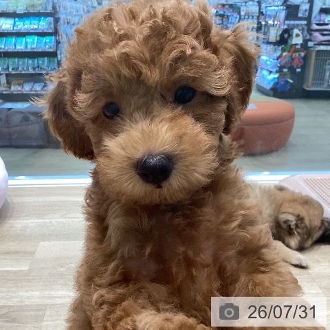 宮城県のトイプードル(トイ) (ペットプラス 仙台泉大沢店/2026年5月22日生まれ/男の子/レッド)の子犬の4枚目の画像