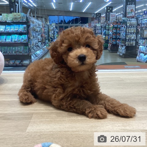 宮城県のトイプードル(トイ) (ペットプラス 仙台泉大沢店/2026年5月22日生まれ/男の子/レッド)の子犬の3枚目の画像