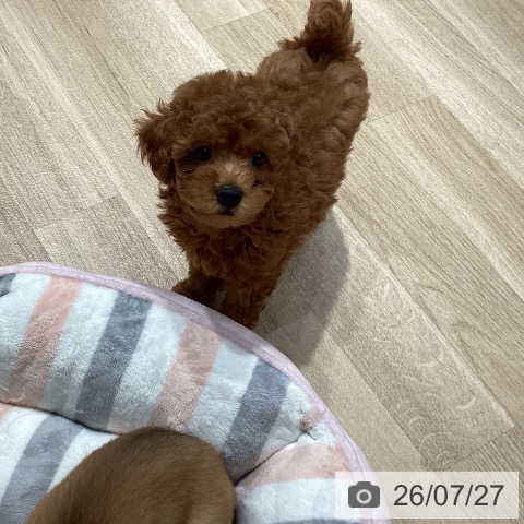 埼玉県のトイプードル(トイ) (ペットプラス ピオニウォーク東松山店/2026年5月22日生まれ/男の子/レッド)の子犬の4枚目の画像