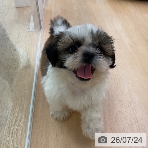 福岡県のシーズー (ペットプラス 福岡店/2026年5月14日生まれ/男の子/ゴールドホワイト)の子犬の4枚目の画像